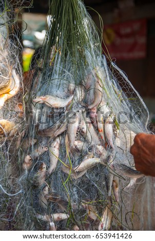 Fish caught in the nets, Fish caught in the nets in Thailand