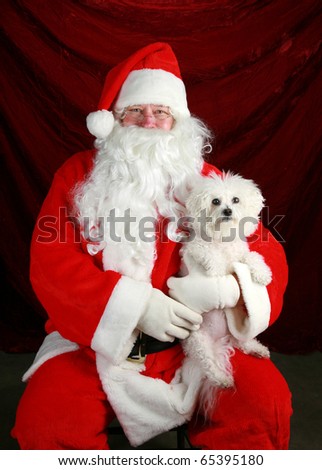 Fifi the Bichon Frise has her picture taken with Santa Claus against red crushed velvet