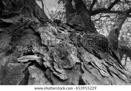 Perspective image of high up tree root towards sky, in a forest, beautiful winter morning scene. Perspective of fading away in sky. Focus stacked nature image, black and white,