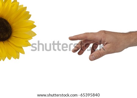 finger pointing at sunflower