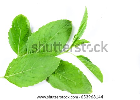 Holy Basil leaf herb isolated On a white background. Royalty-Free Stock Photo #653968144