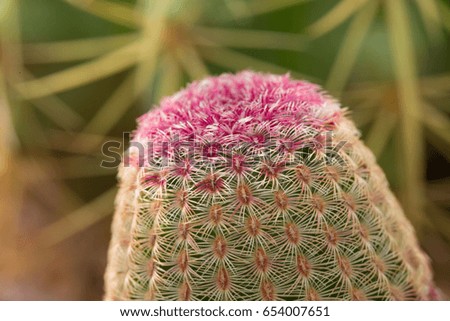 cactus , desert plant