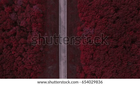 Fairy forest view from above aerial photography