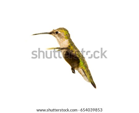 Broad billed Hummingbird female. Using a white background allows the picture to be used on various projects using photo shop.