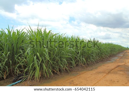 Sugarcane with cloud storm