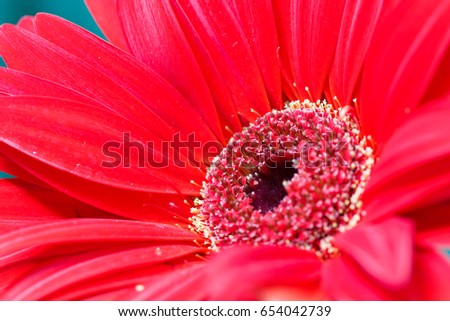 Macro photo of red flower for background