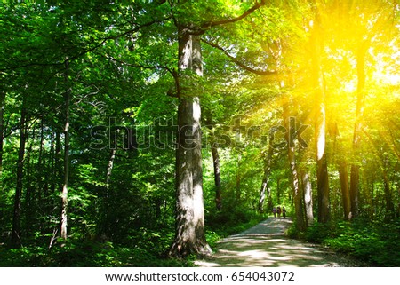 Soft green leaves in the forest. Sunburst piercing the green foliage in the forest.