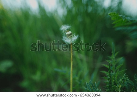 dandelion in the background. summer nature. the plant is broken. picture for desktop and labels with various fonts. the problem of ecology and pollution