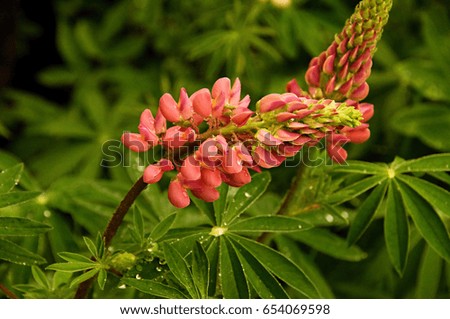 Pink flower on garden after small rain. Picture full of nice green scenery.