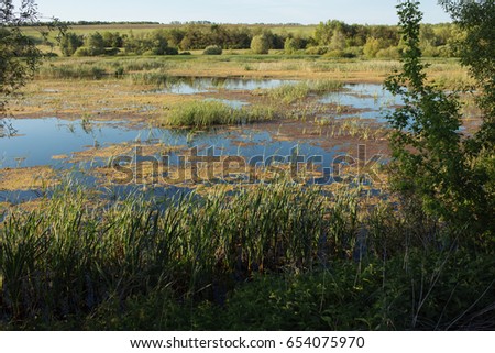 the landscape of Russia. a view of the swamp. summer nature. freshness and beauty. the problem of ecology and pollution. picture for desktop and decals any font