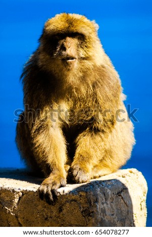 Old Algerian monkey enjoys his day.