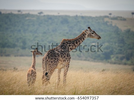Giraffe with newborn calf