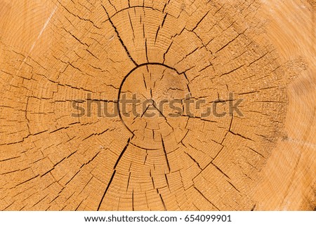 Wood logs. Timber logging in forest. Freshly cut tree logs piled up as background texture
