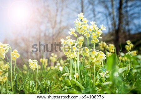 Spring cowslip meadow, Primula elatior