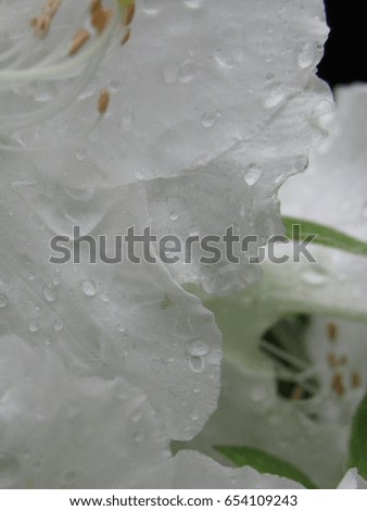 Flowers with water drops on the petals 