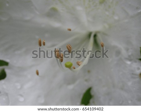 Flowers with water drops on the petals 