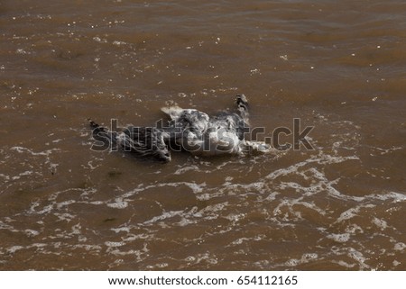 Dead cormorant on sandy beach. Conceptual picture of wildlife, nature, death, poison, toxicity, environment, pollution and environmental problems. Epidemic of avian influenza