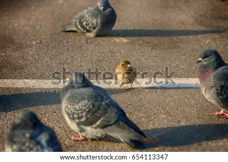 One brave sparrow vs doves on the street.  Sparrow vs doves. Humor scene picture. Sparrow and dove wild city birds. Funny birds. Brave sparrow bird. Gutter bird. One brave warrior among many enemy