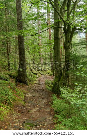 Landscape forest path morning