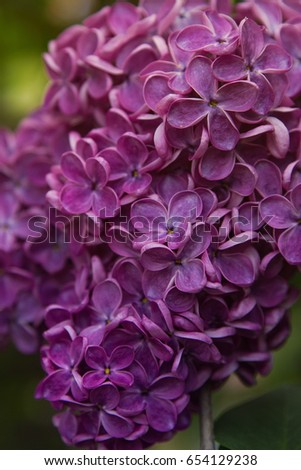 Amazing lilac. Summer  Day. Outdoors. 