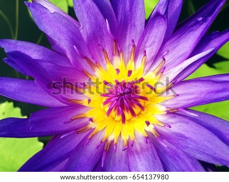 Beautiful purple lotus flower is blooming and lotus flower plants among green leaves on bright sunlight.