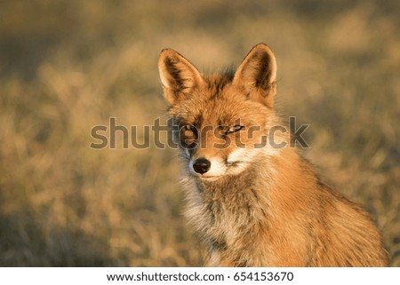Red Fox in Evening Sunlight