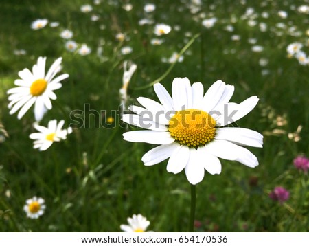 White Daisy flower on blurry meadow Daisy flower  background in Holland Netherlands
