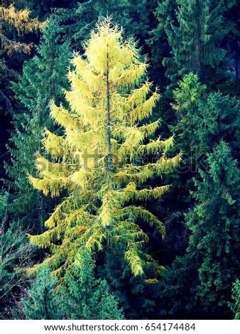 Yellow larch tree in mountain forest in autumn. Freeze burned larch needles