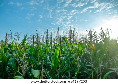 a front selective focus picture of organic corn field with blue background
