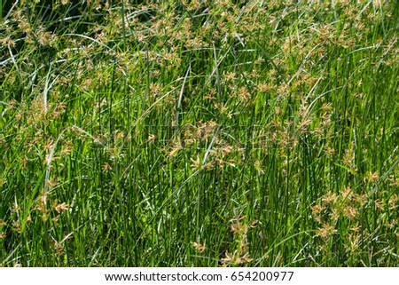 grass texture, leaf background for design with copy space for text or image.