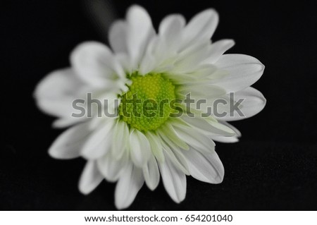 White Flower Black Background