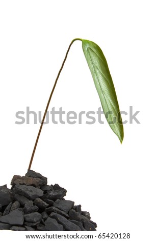 plant growing from the soil isolated on a white background