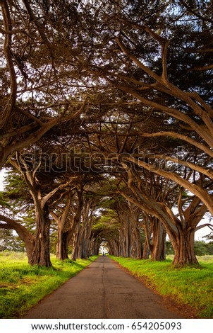 Point Reyes, Cypress tree tunnel
