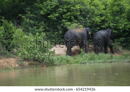 Elephant playing at Kuiburi, Prachuap Khiri Khan.