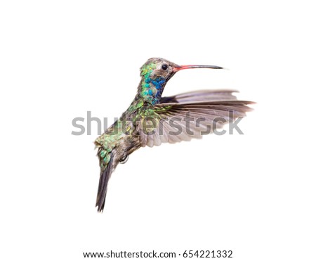 Broad billed Hummingbird male. Using a white background allows the picture to be used on various projects using photo shop.