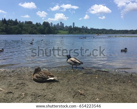 Ducks at Deer Lake Park, Canada
View for Downtown Burnaby