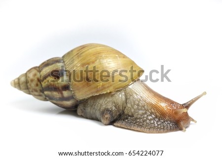 Giant snail on white background. Cosmetic concept. Selective focus and free space for text.