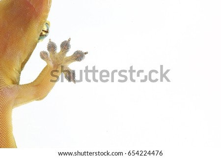 Common lizard or House geckos a small reptile on white background. Free copy space.