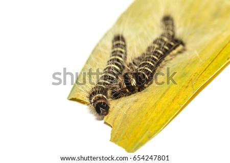 Black caterpillar of common duffer butterfly ( Discophota sondaica Boisduval ) eating thier host plant