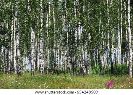 birch trees and green grass texture at the summer 