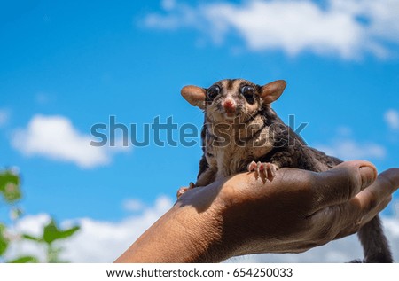 A chubby sugar glider on hand in blue sky background. It can smell its own. (Petaurus breviceps)