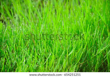 Abstract natural green grass with dew in natural summer field