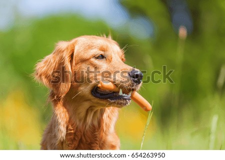 picture of a golden retriever with a sausage in the snout