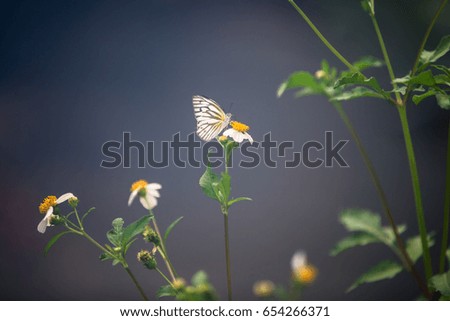 butterfly and flowers 