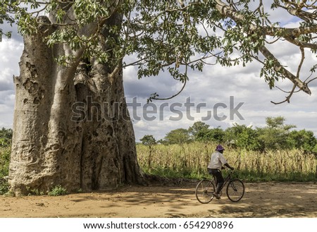 Baobab Malawi Royalty-Free Stock Photo #654290896