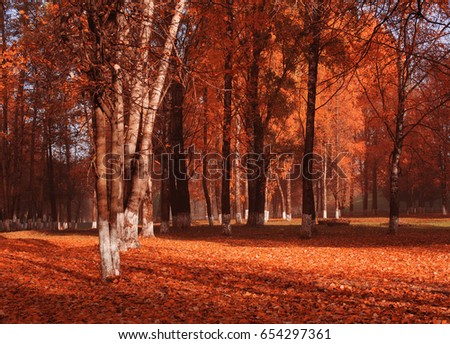 autumnal park with sunlight