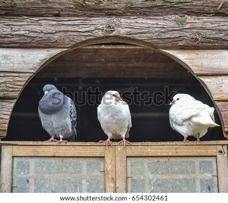 Three pigeons sitting on the window waiting for a friend
