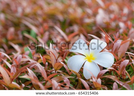 White  frangipani flower on tea leaves and left space (plumeria)
