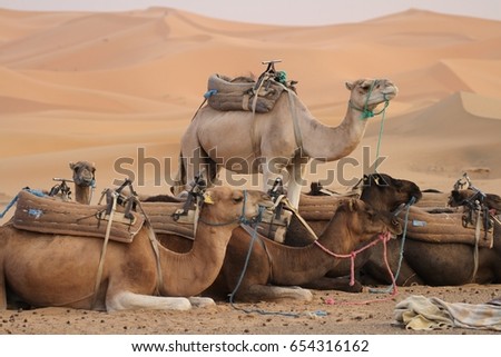 Camels saddled up and ready to take tourists on an overnight trek in the Erg Chebbi sand dunes of the Sahara Desert, Morocco. Royalty-Free Stock Photo #654316162