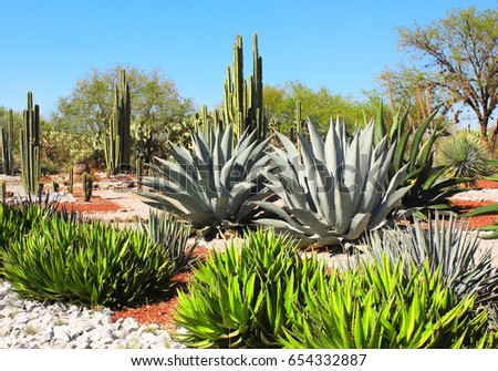 Garden of cacti, agaves and succulents near to famous archaeological site Tula de Allende, Hidalgo state, Mexico, North America Royalty-Free Stock Photo #654332887